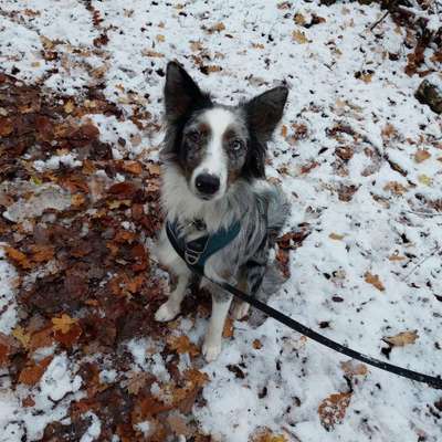 Hundetreffen-Australian Shepherd & Co Treffen Bonn-Bild