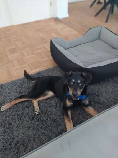 Labradorfans-Beitrag-Bild