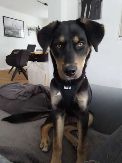 eure Junghunde 🐶🥰-Beitrag-Bild