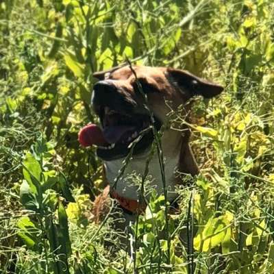 Hundetreffen-Hundegassi Gruppe in Königslutter-Bild