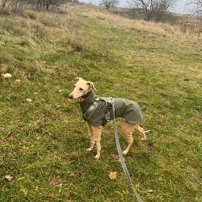 Hundetreffen-Spielfreunde gesucht-Bild