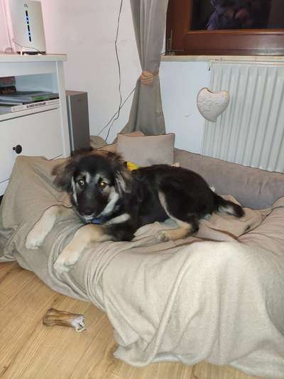 Club der Rumänen (Alle Hunde aus dem rumänischen Tierschutz, wo seid Ihr?)-Beitrag-Bild