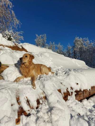 Die Dogorama Kalender Challenge Titelbild-Beitrag-Bild