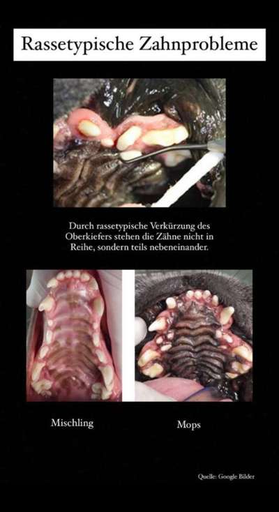 Wieso die Zucht der richtige Weg für mich war?-Beitrag-Bild