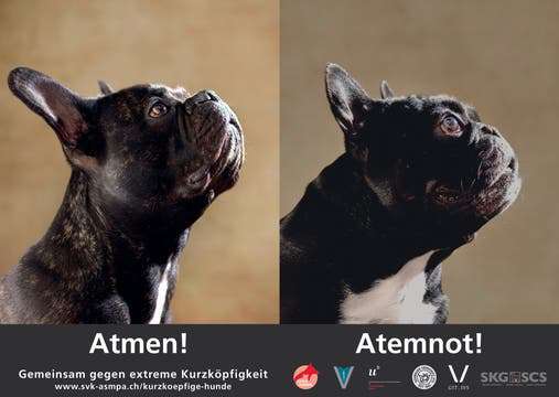 Wieso die Zucht der richtige Weg für mich war?-Beitrag-Bild