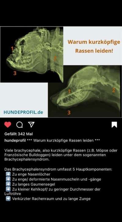 Wieso die Zucht der richtige Weg für mich war?-Beitrag-Bild