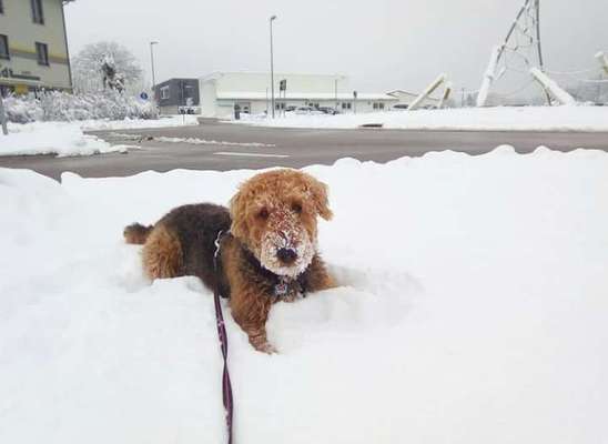Airedale Terrier-Beitrag-Bild