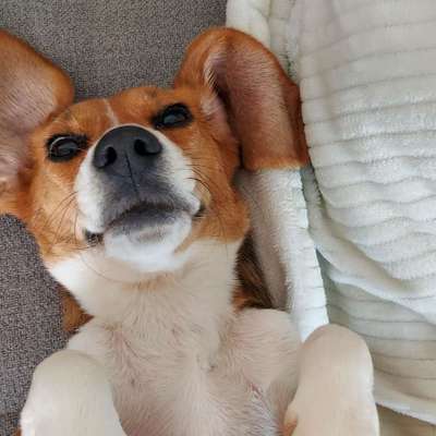 Hundetreffen-Beagletreffen und andere Kleinhunde-Bild