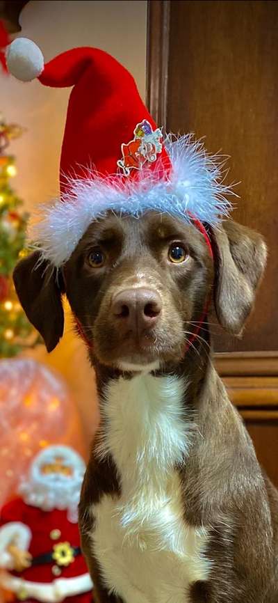 Dogorama Photo Challenge - Tre Chic!-Beitrag-Bild