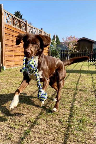 Dogorama Photo Challenge - Lieblingsspielzeug!-Beitrag-Bild