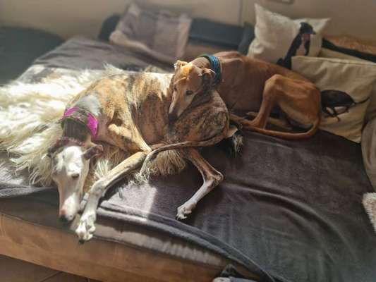 Windhunde - Treffen der besonderen Schönheiten
HERZLICH WILLKOMMEN-Beitrag-Bild