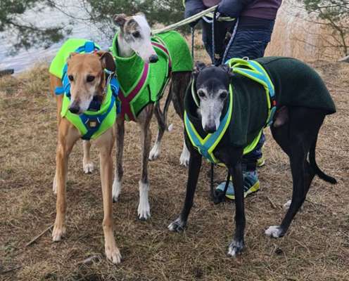 Windhunde - Treffen der besonderen Schönheiten
HERZLICH WILLKOMMEN-Beitrag-Bild