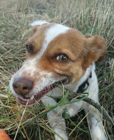 Zeigt eure verrücktesten Hundebilder-Beitrag-Bild