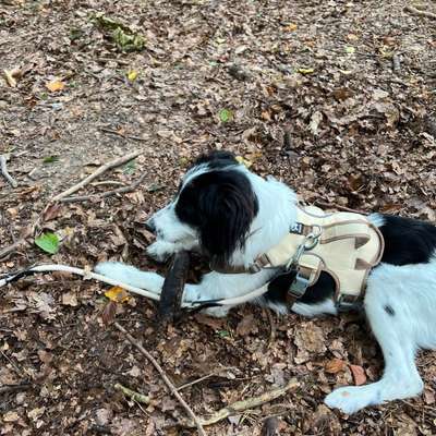 Hundetreffen-Timmi sucht einen Freund zum Spielen in Langen-Bild