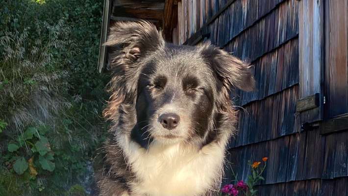 Zeigt mal eure border Collies :)-Beitrag-Bild