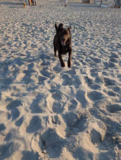 Hundetreffen-Gassi und Spielrunde-Bild