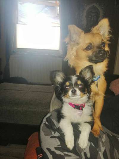 Wo sind die Chihuahua Besitzer ?-Beitrag-Bild