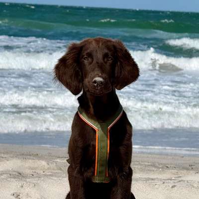 Hundetreffen-Junghund sucht Spielkameraden & Gassi-Freunde-Bild