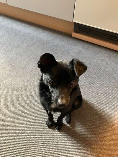 Welche Rasse könnte hier drin stecken?-Beitrag-Bild