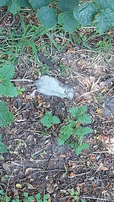 Giftköder-Gift?-Bild