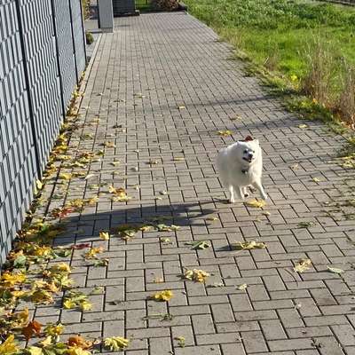 Hundetreffen-Gassirunde-Bild