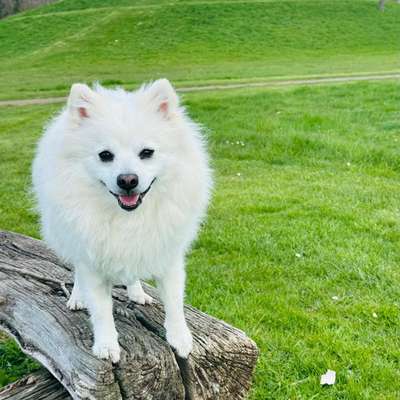 Spitz--Zwergspitz--kleinspitz---mittelspitz----Großspitz--Wolfsspitz-Beitrag-Bild