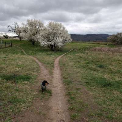 Hundetreffen-Gemeinsamer Spaziergang-Bild