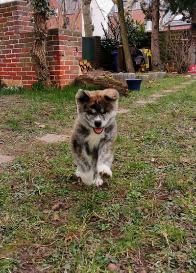 Akita Inu/American Akita (Mix) halter.-Beitrag-Bild