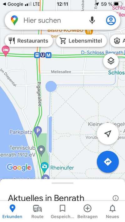 Akita Inu/American Akita (Mix) halter.-Beitrag-Bild