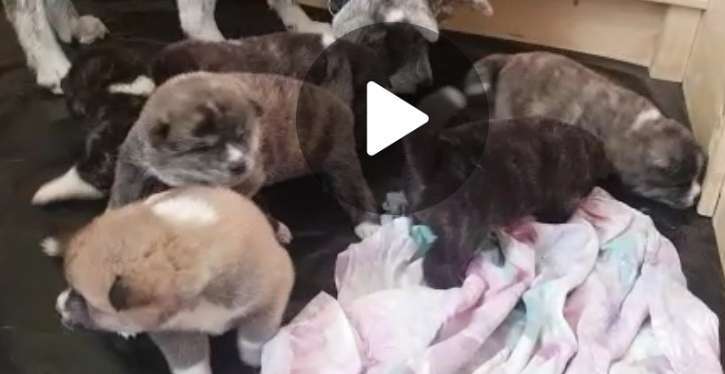 Akita Inu/American Akita (Mix) halter.-Beitrag-Bild