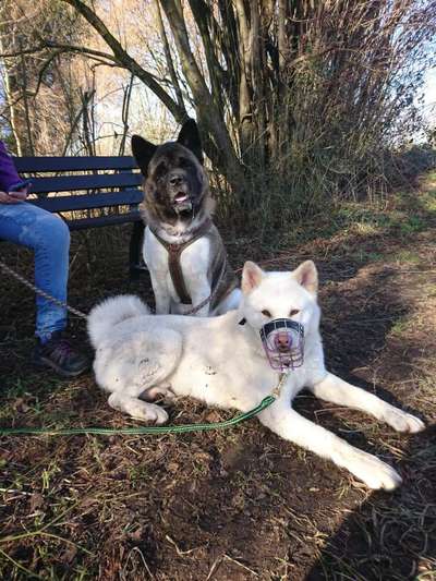 American Akita-Beitrag-Bild