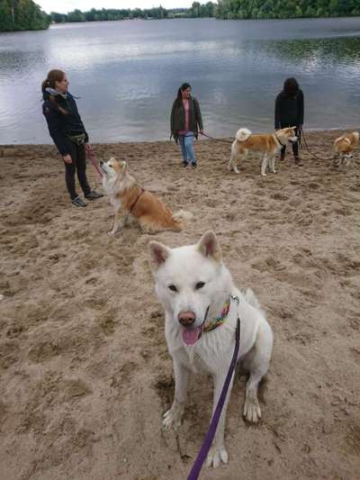 Nordische Hunde-Beitrag-Bild