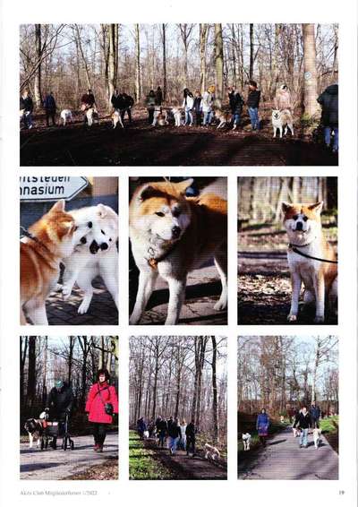 Akita Inu/American Akita (Mix) halter.-Beitrag-Bild