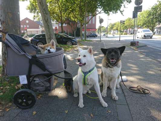 Akita Inu/American Akita (Mix) halter.-Beitrag-Bild