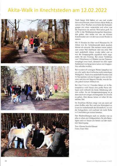 Akita Inu/American Akita (Mix) halter.-Beitrag-Bild