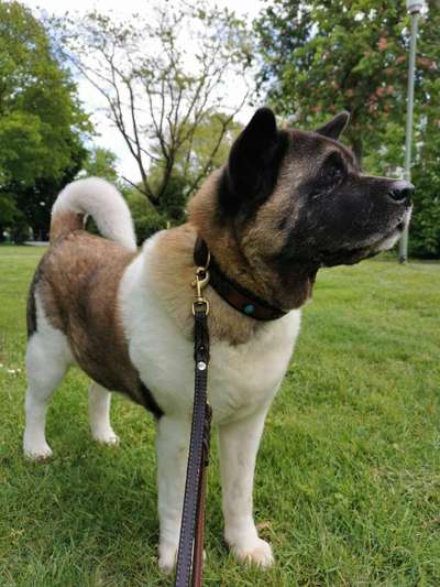 Hundetreffen-Entspannter Spaziergang-Bild