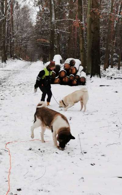 Nordische Hunde-Beitrag-Bild