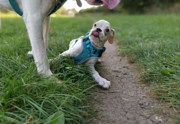 Welpen Bilder !-Beitrag-Bild