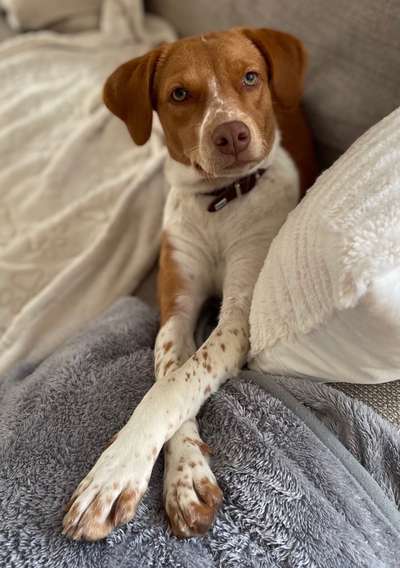 Hunde aus Griechenland-Beitrag-Bild