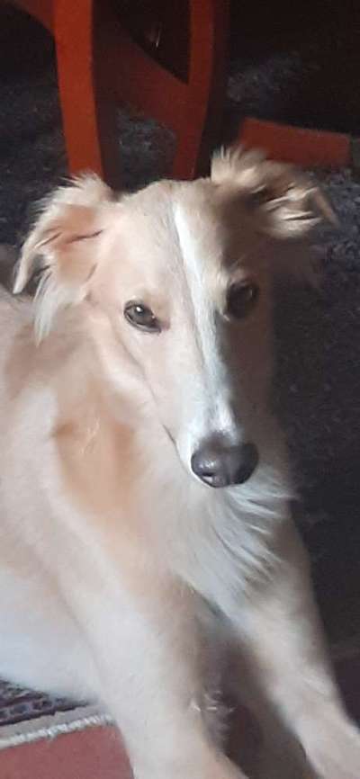 Windhunde - Treffen der besonderen Schönheiten
HERZLICH WILLKOMMEN-Beitrag-Bild