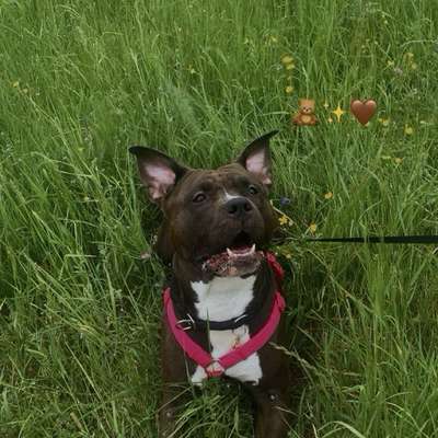 Hundetreffen-Gassi Buddy zum spielen und toben gesucht-Bild