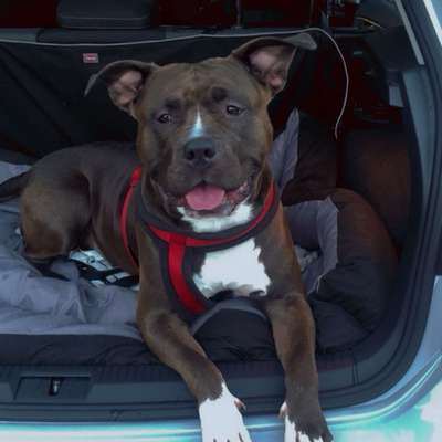 Hundetreffen-Hundefreund/in gesucht