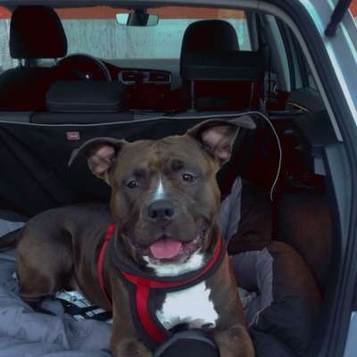 Hundetreffen-Hundefreund/in gesucht-Bild