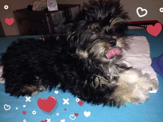 Dogorama Photo Challenge - Hundeblick zum hinschmelzen-Beitrag-Bild