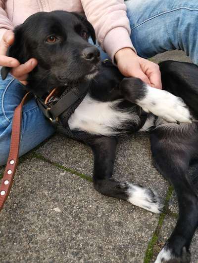 TierschutzhundeStammtisch🐕-Beitrag-Bild