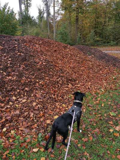 TierschutzhundeStammtisch🐕-Beitrag-Bild