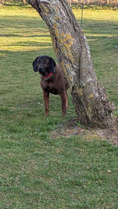 Hundetreffen-Maintrailing-Bild