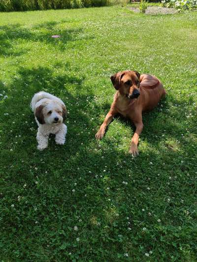 Rhodesian Ridgeback-Beitrag-Bild