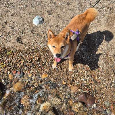 Hundetreffen-Gassigeh- und Spielpartner-Bild