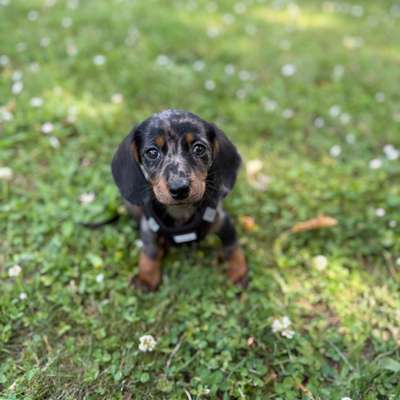 Hundetreffen-Welpentreffen-Bild